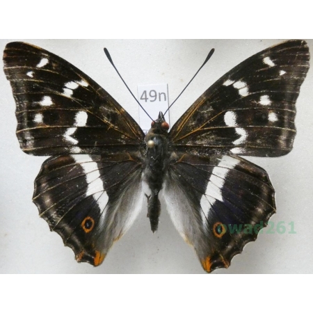 Apatura iris (Linnaeus, 1758) Mieniak tęczowiec Poland49n